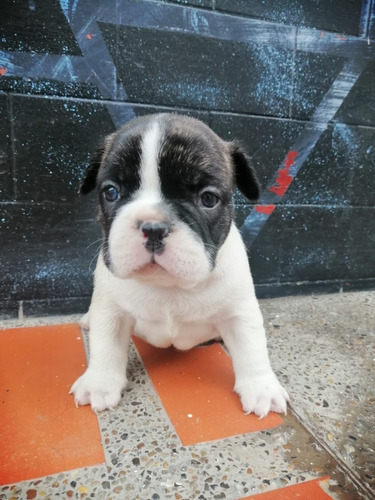 Cachorros Bulldog Francés Vaquita Perros En Venta Turbo 