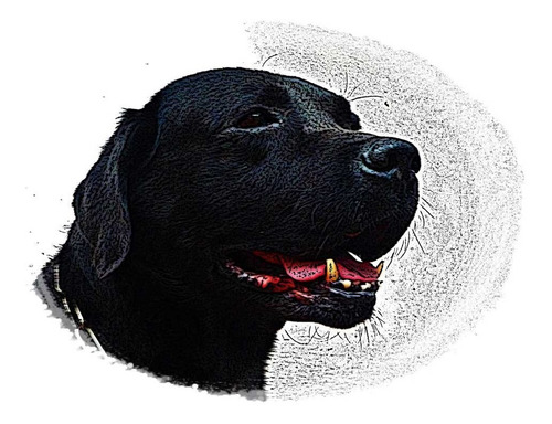 Perro Labrador Negro - Lámina 45 X 30 Cm.