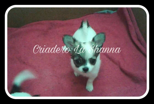 Chihuahuas De Pelo Largo Pedigree F.c.a. Criadero La Shanna