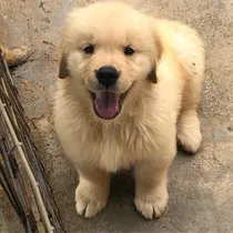 Comprar Golden - Criadero Golden Retriever Argentina