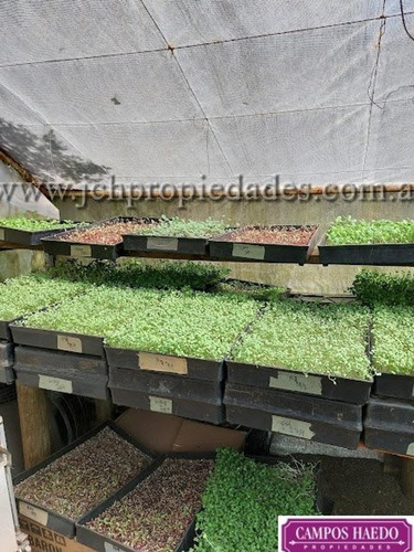 Imagen 11 de 12 de Fondo De Comercio Brotes Y Micro Vegetales Gastronómicos
