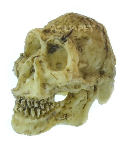 Nomoypet Enfeite Para Aquários Crânio Neandertal Ns-91