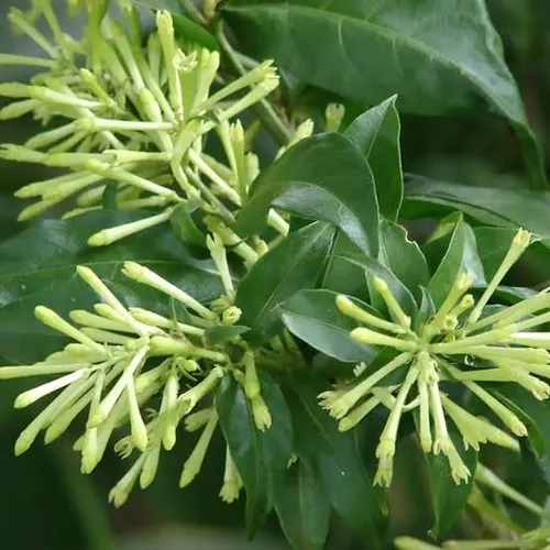 1 Muda De Dama Da Noite, Coerana - Cestrum Nocturnum - 50cm