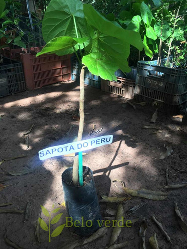 5 Muda De Sapota Do Solimões,sapota Do Peru Frete Grátis