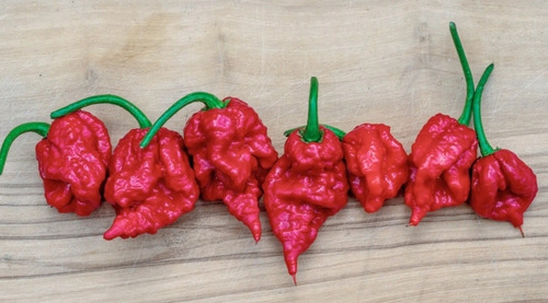 Ají 5 Semillas Carolina Reaper El Más Picante Del Mundo 