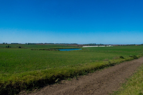 Vendo Campo De 242 Hectas En Proximidades A Ciudad De Libertad