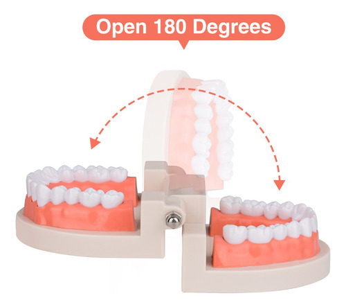 Modelo De Dientes De Tamaño Real 1: 1 Para Dentista
