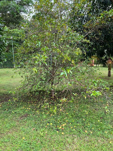 Imagen 17 de 30 de Preciosa Quinta-finca En Labrador De San Mateo De Alajuela, Todos Los Servicios