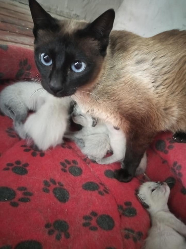 Imagen 8 de 8 de Gatitos Siameses Puros Entrega Ya .