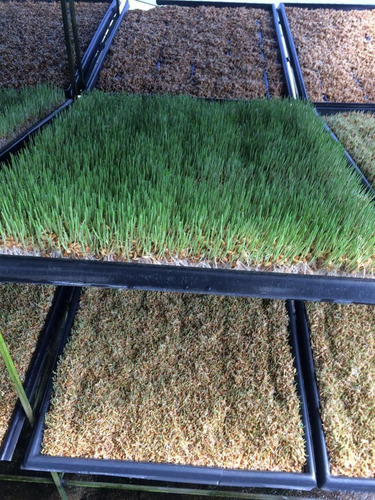 Nutrientes Para Forraje Verde Hidroponico Para 1000l