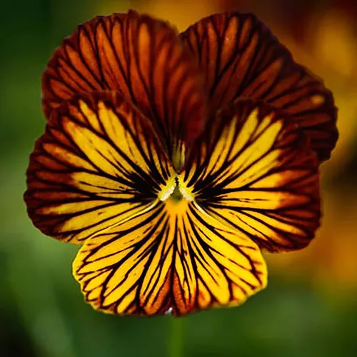 comprar Yegaol 30 Semillas De Flor De Ojo De Semillas De Pensamiento