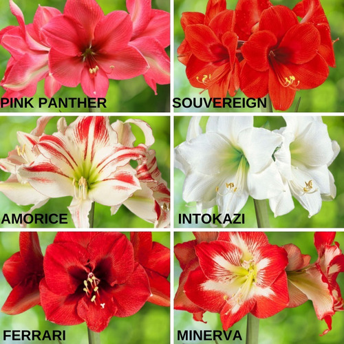 4 Bulbos Mudas Flor Amarilis Amaryllis Açucena Escolha A Cor | Parcelamento  sem juros