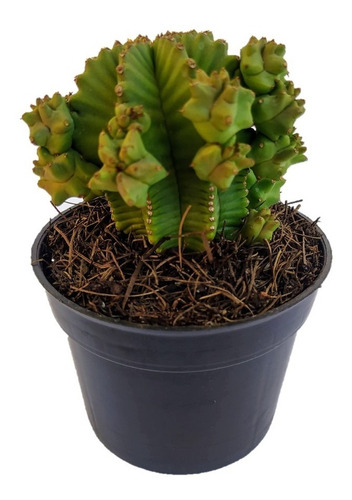 Imagen 2 de 3 de Cactus Suculenta Euphoria Anoplia Raro Exótico Coleccionable