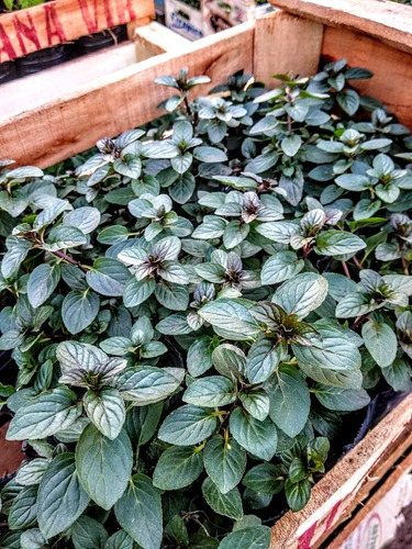 Promo Cajon 15 Plantas De Frutillas - Huerta - Maceta 12