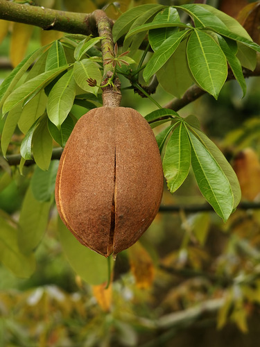 Planta Pachira Aquatica