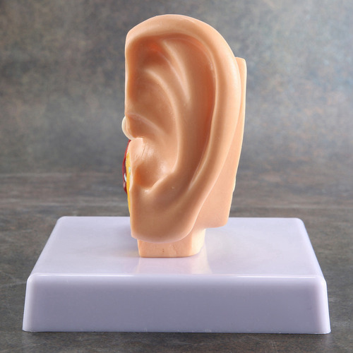 Modelo De Anatomía Del Oído Humano Queenly-1.5x - Escritorio