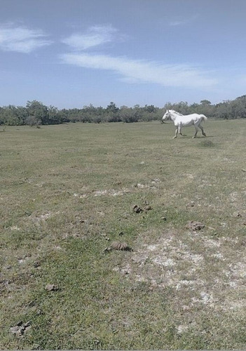Imagen 9 de 10 de Se Vende Campo De 65 Hectareas En Rosario Del Tala, Entre Rios