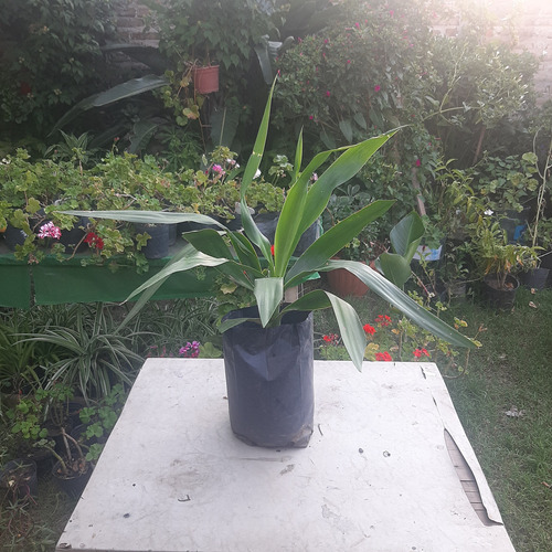 Palmera Yucca Pie De Elefante Gigantea
