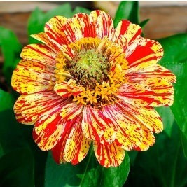 Flor Zínia Gigante Cores Sortidas Para Jardins 60 Sementes