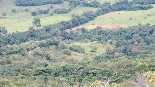 Vendo Finca En Carmen De Apicala 