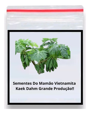 100 Sementes Do Mamão Vietnamita Kaek Dahm Grande Produção!
