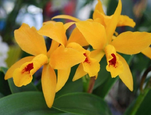 300 Semillas De Orquidea Amarilla + Instructivo