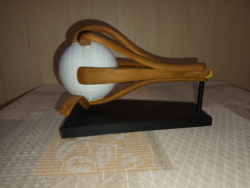 Anatomía Ojo Humano