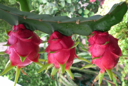 Muda Da Exótica Pitaya Vermelha - Fruta Deliciosa