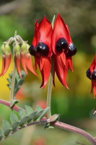 Semillas De Swainsona Formosa O Flor De Sangre