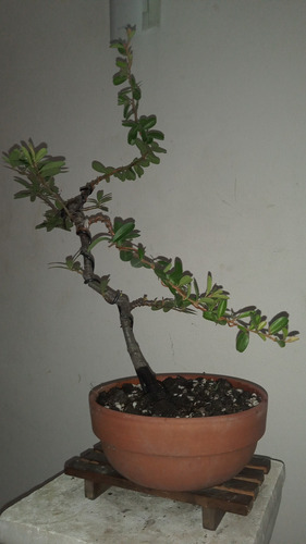 Bonsai De Piracanta Espina De Fuego Da Flores Y Frutos