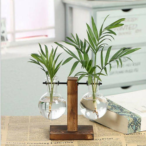Planta Terrario Style2 Style2 Style2 Tal Como Se Describe