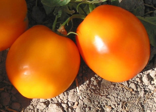 20 Semillas De Tomate Mandarin Cross - Exótico Naranja!!