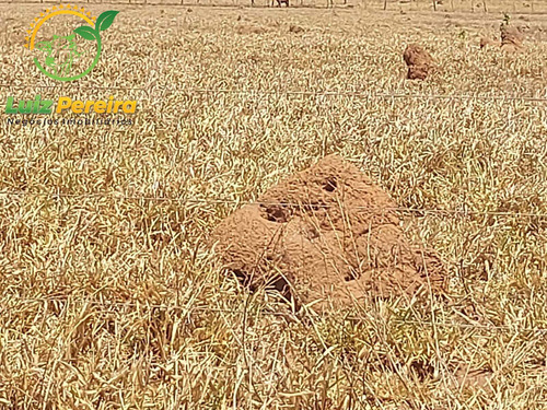 Imagem 10 de 14 de Fazenda À Venda Em Tupiratins - To -n 1.728 Hectares (dupla Aptidão) - 2058
