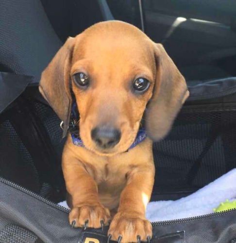 Salchichas Dachshund Miniatura Cachorros