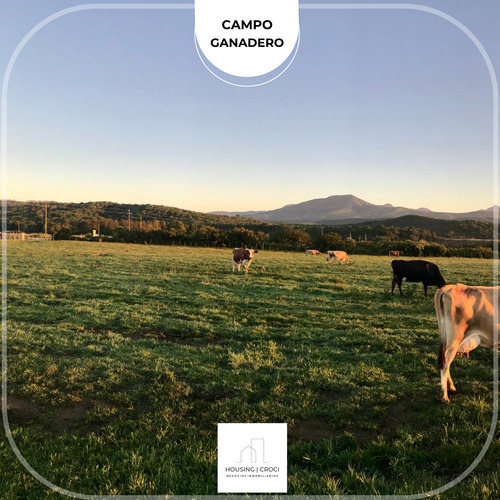 Paysandú, Campo Criador Ganadero