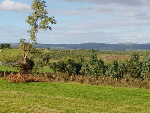 Hermoso Campo De Olivos 43 Hectáreas En Lavalleja