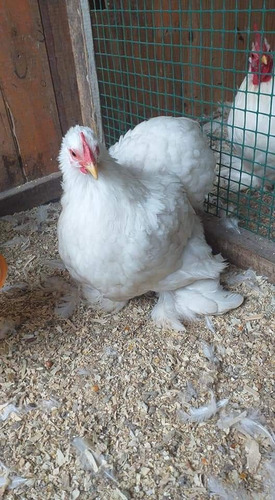 Imagen 4 de 9 de Huevos Fertiles . D .cochin Bantam Blanco Línea 100%europea