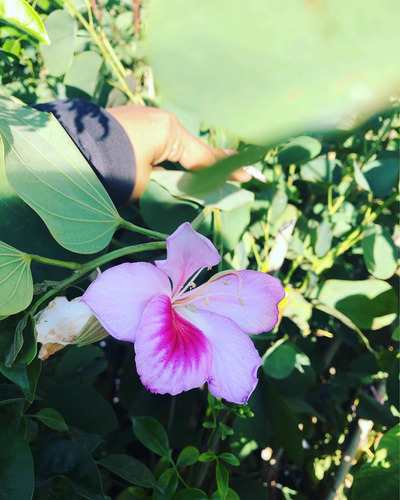Árbol Orquídea Blanco , Rosa, Fiusha Y Morado De 1.70 Altura
