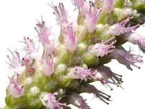Comprar Patchouli De Java - Oriza - Pogostemon - Erva Flor Sementes