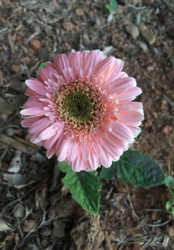 50 Semillas De Gerbera Aberdarica+instructivo