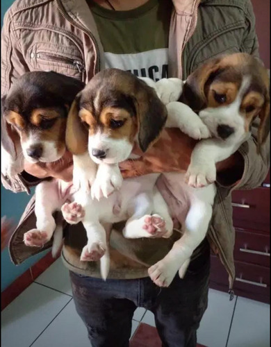 Cachorros Beagle, Entregas En Todas Las Provincias 