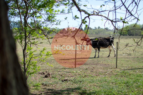 Imagen 18 de 21 de Campo - Chacra De 13,7 Has | Gowland | Mercedes