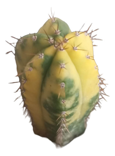 Cacto Trichocereus Pathanoii Arequipa Variegata Branco