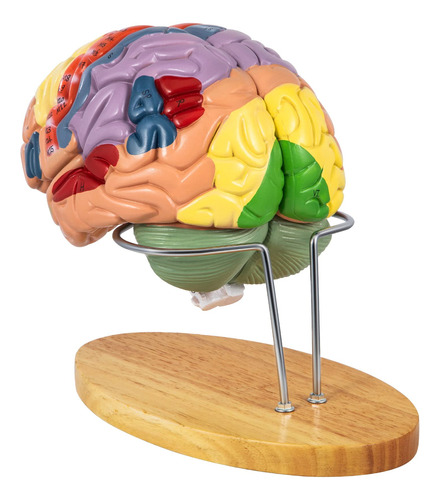 Modelo Cerebro Humano Anatomia 4 Parte Etiqueta Base Color