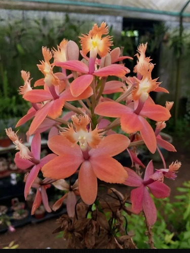 2 Orquídeas Epidendendrum Con Envío 