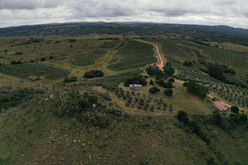 Imagen 5 de 30 de Campo Ovicola En Garzon - 212 Hectareas