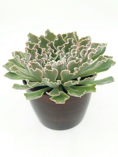 Echeveria Shaviana Peregrina 