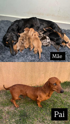 Vendo Filhotes De Dachshund