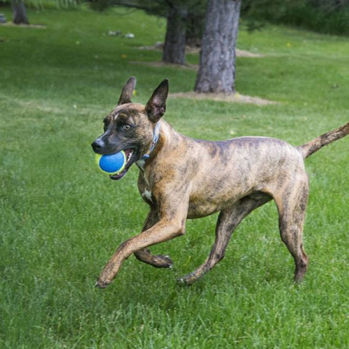 Kong Squeak Air Ultra Ball Large Juguete Pelota Perro X2- Color Azul+amarillo