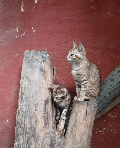Gato Bengala/bengalí No Persa No Siamés Ni Exótico